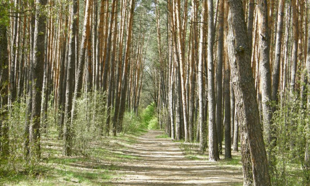 На Волині державі повернули ділянку лісового фонду вартістю понад 13 мільйонів гривень