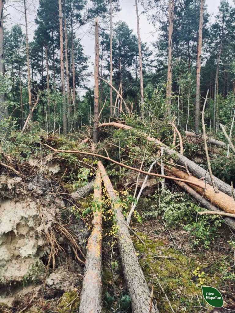 У лісах Волині ліквідують наслідки бурелому