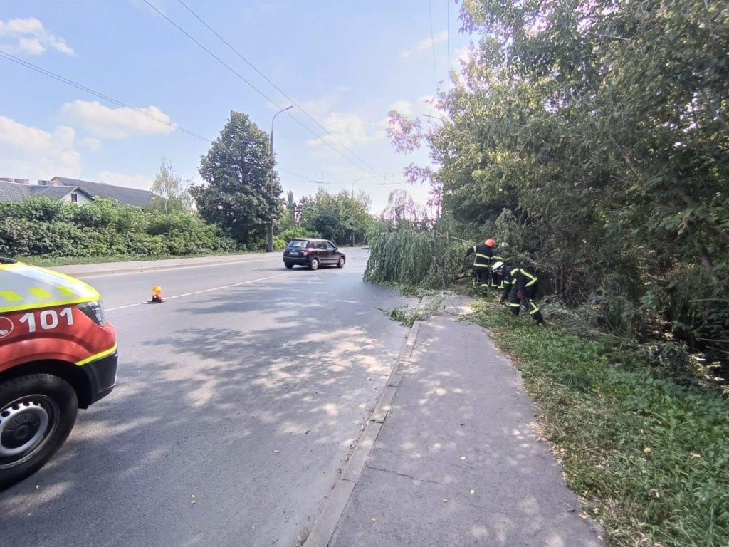 У Луцьку рятувальники розкряжували дерево, що впало на проїжджу частину