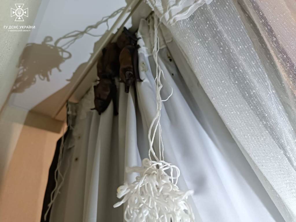 У Луцьку бійці ДСНС звільнили квартиру від засилля кажанів
