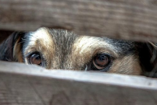 Волинянина судитимуть за жорстоке вбивство собаки