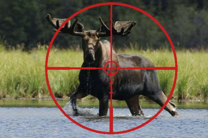 Судитимуть волинян, які незаконно вполювали лося на території Національного природного парку