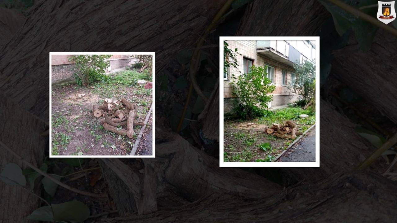 У Луцьку муніципали склали протокол через самовільне видалення дерев у дворі багатоповерхівки