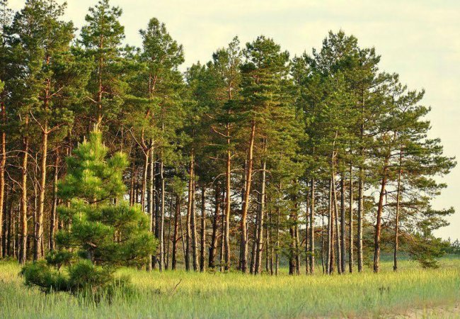 На Волині повернули державі землі лісового фонду вартістю понад 36 мільйонів