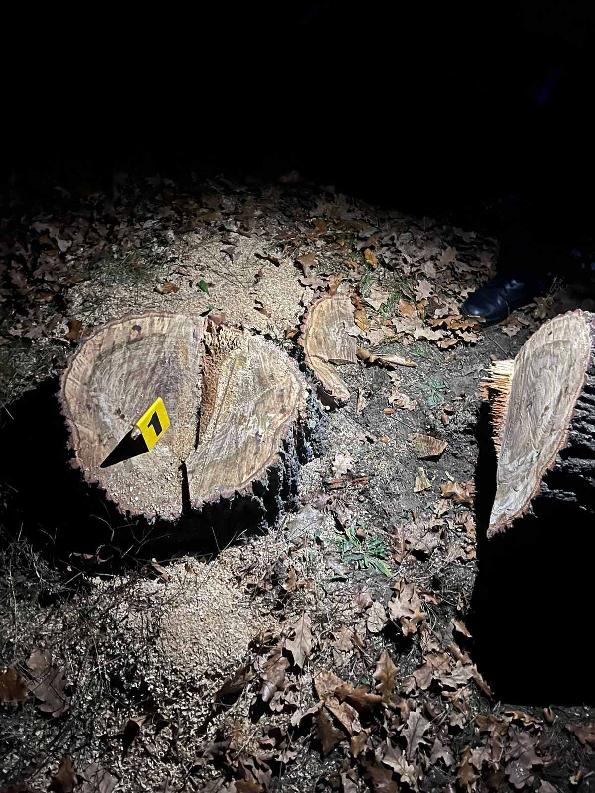 У Шацькій громаді виявили незаконну порубку дерев породи дуб