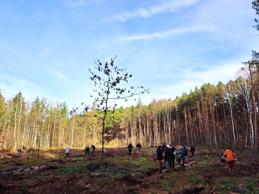 На Ковельщині майже сім тисяч дерев висадили працівники міськради та лісівники