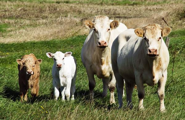 Власники молодняку великої рогатої худоби у Луцькій громаді зможуть отримати гроші за поголівʼя