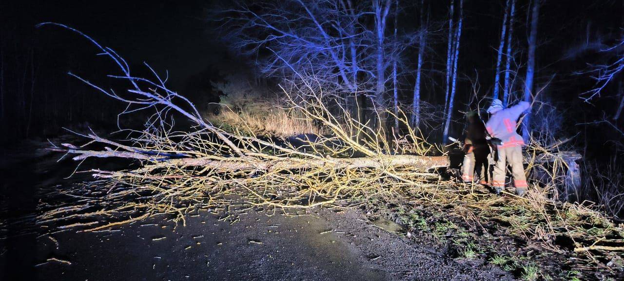 На Ковельщині повалене дерево перегородило рух дорогою