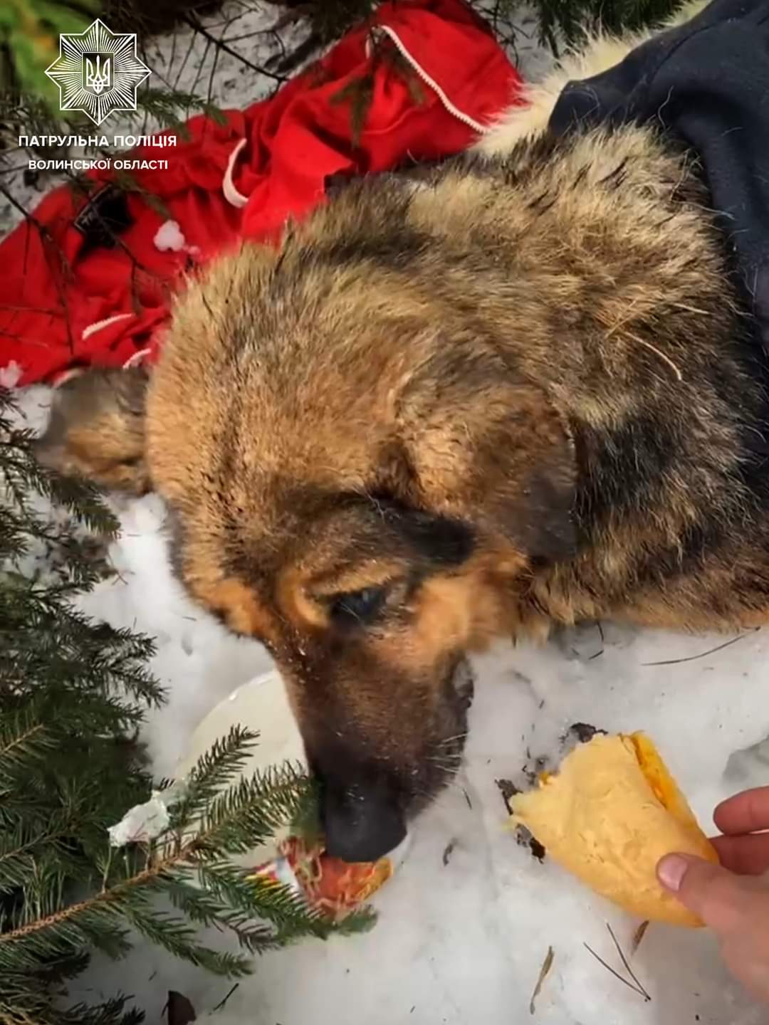 У Луцьку патрульні врятували безпритульного собаку