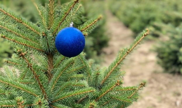 На Волині підбили підсумки природоохоронної операції «Новорічна ялинка»