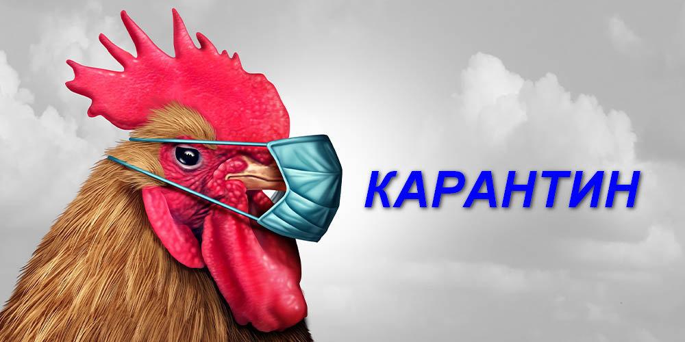 В одному з домогосподарств Рожища виявили грип птиці – оголосили карантин