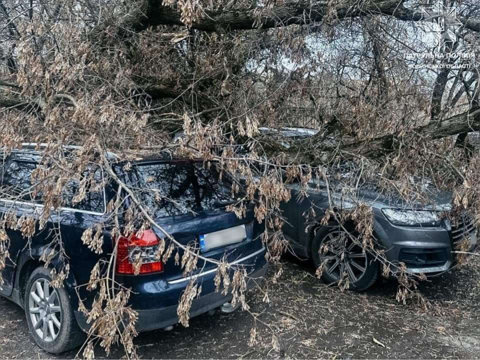 У Луцьку вітер повалив дерева на припарковані автомобілі