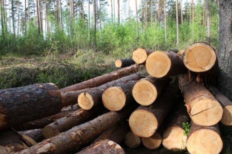 На Волині у вирубці столітніх дубів у заповіднику підозрюють директора нацпарку та підприємця