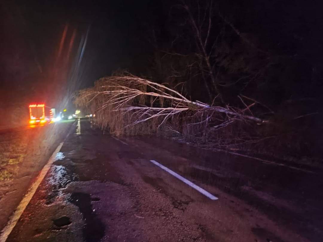 На Волині дерево впало на дорогу
