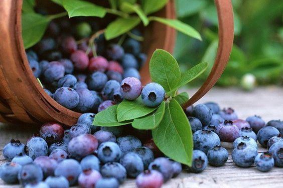 На Волині вісьмох осіб притягнули до відповідальності за порушення при збиранні та продажу ягід