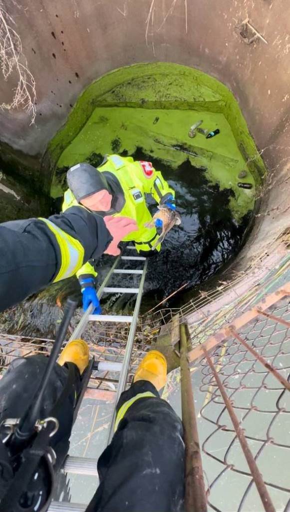 У Луцьку рятувальники визволили із пастки качку із каченям