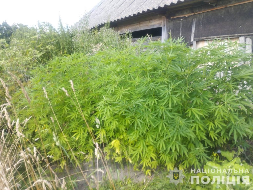 За незаконне вирощування конопель волинянам загрожує кримінальна відповідальність