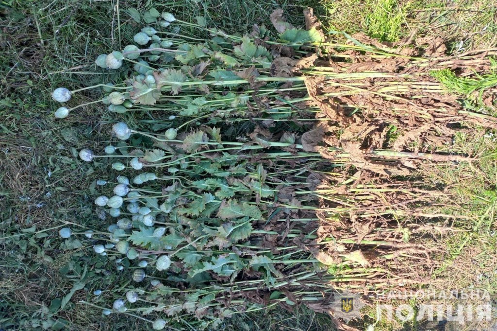 Понад 200 кущів коноплі та понад 100 рослин маку: маневицькі поліцейські виявили незаконні посіви