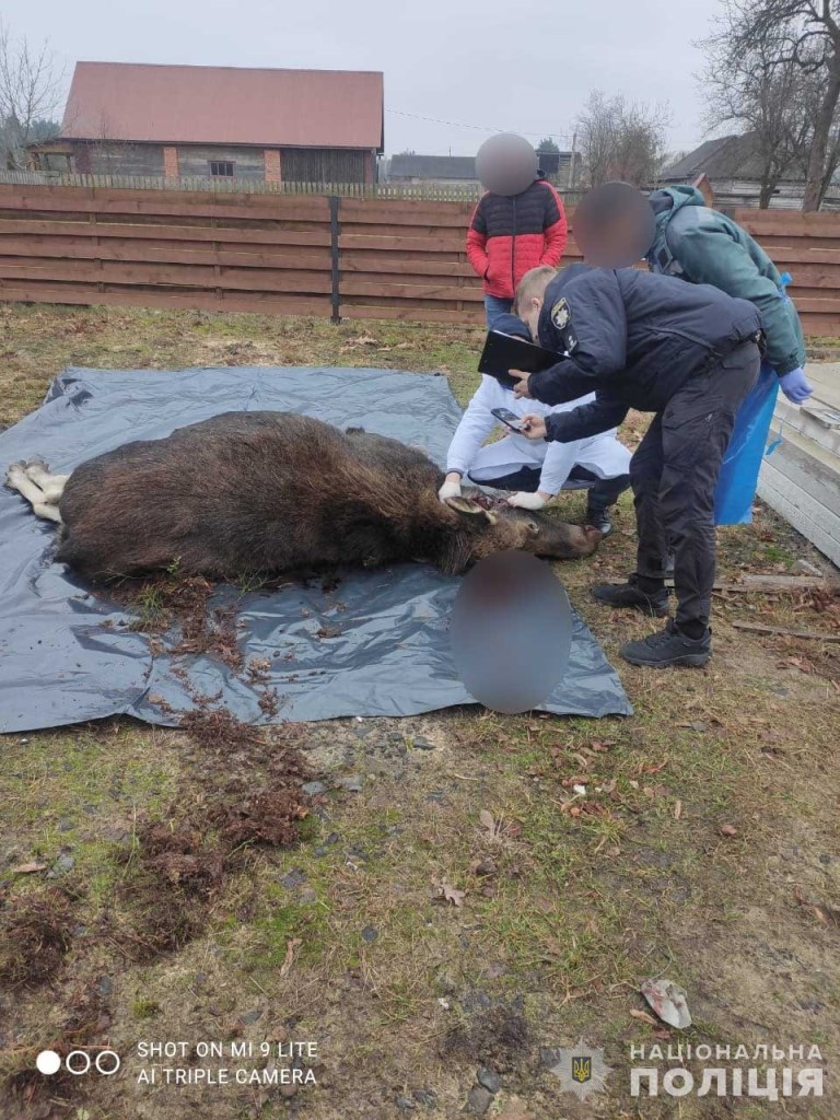 Ковельські поліцейські спільно з лісівниками встановили зловмисника, який вбив вагітну самку лося на Ратнівщині