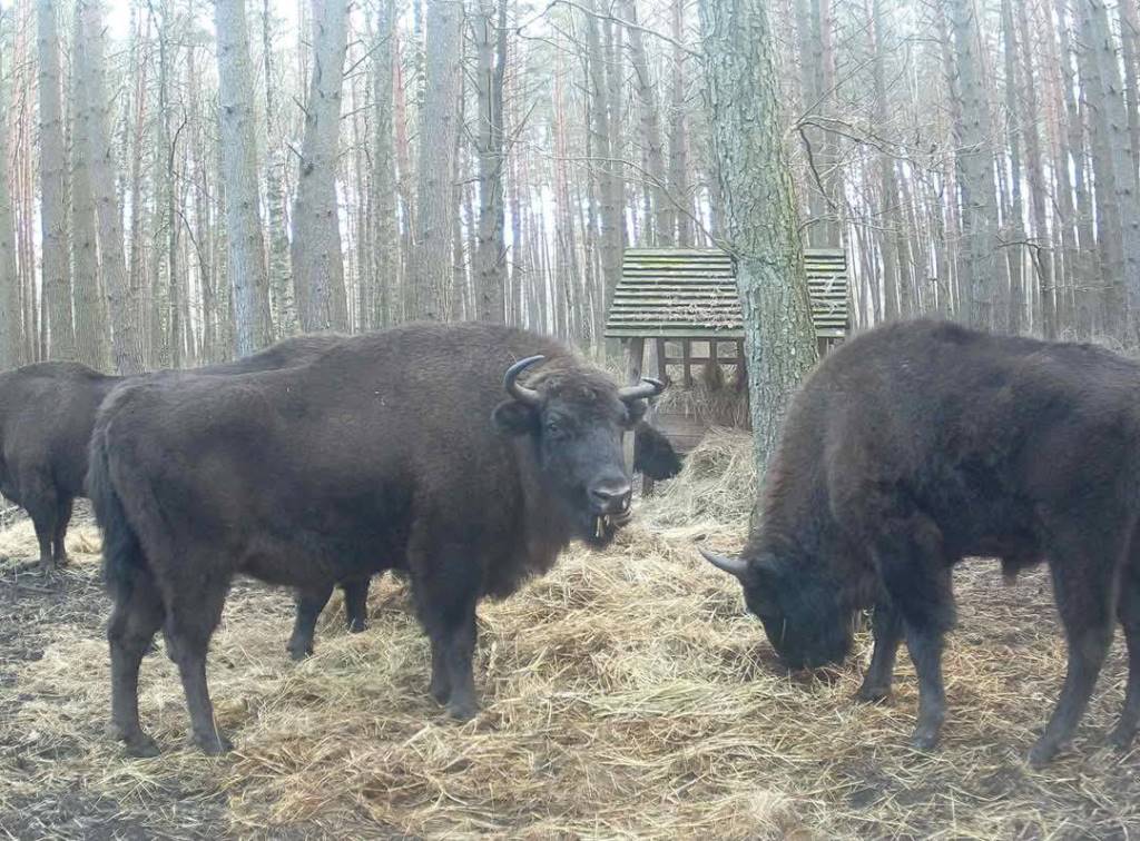 На Волині здійснили щорічний зимовий облік зубра