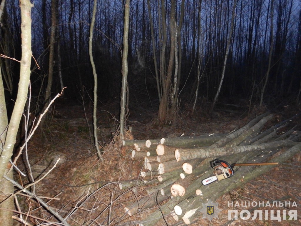На Любешівщині затримали двох чоловіків, які незаконно зрубали понад 100 дерев