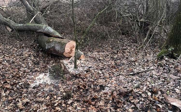 На Волині через недбалість посадовця міськради зрізали дерева на майже чотири мільйони гривень