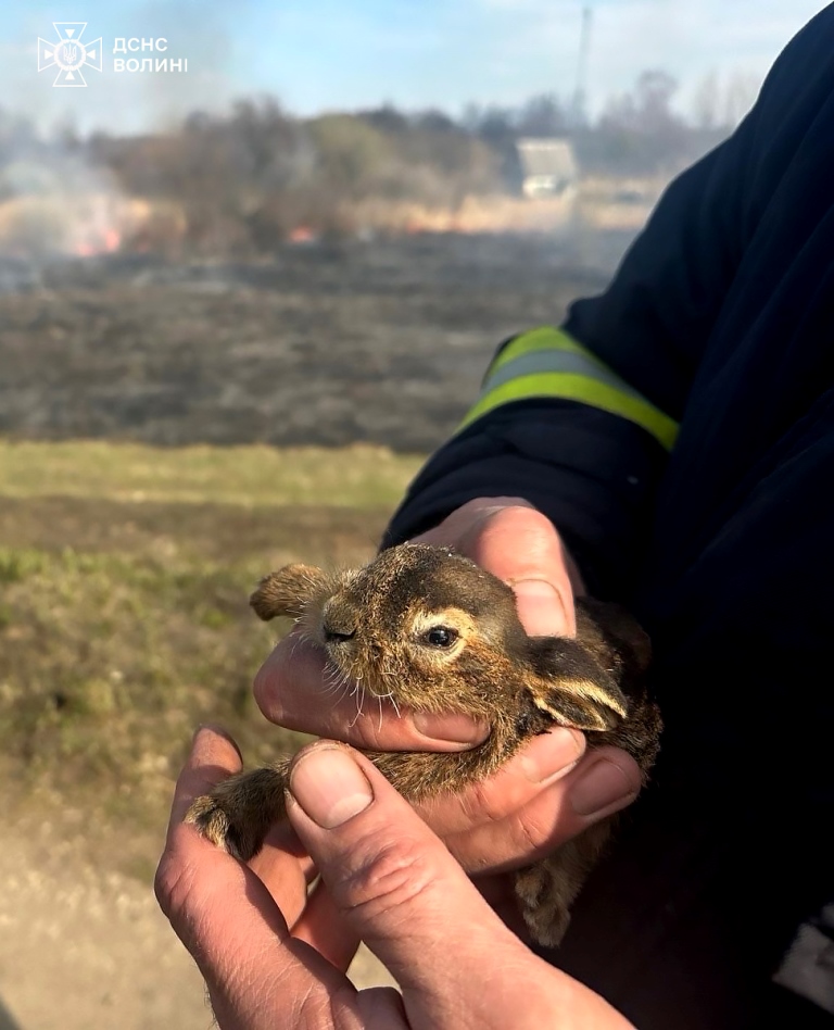 Волинські вогнеборці врятували на згарищі двох пухнастиків