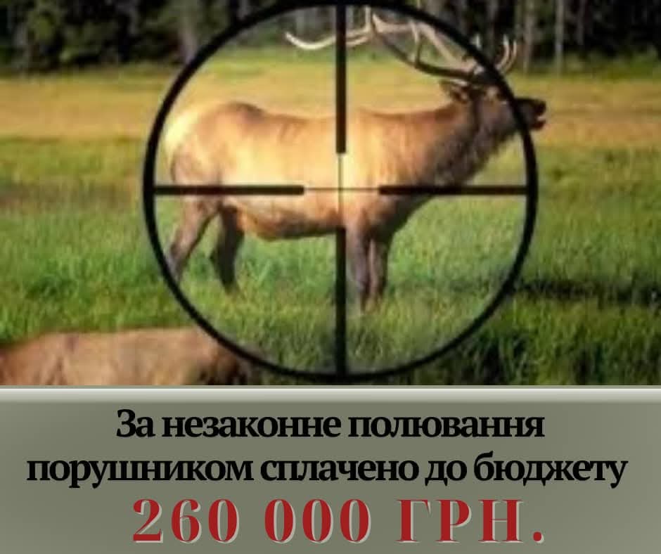 На Волині браконьєр вбив вагітну самку лося європейського