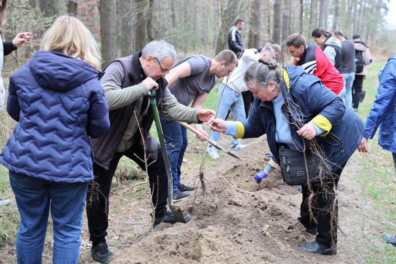 У Луцькій громаді на честь загиблих захисників України висадили Ліс Героїв
