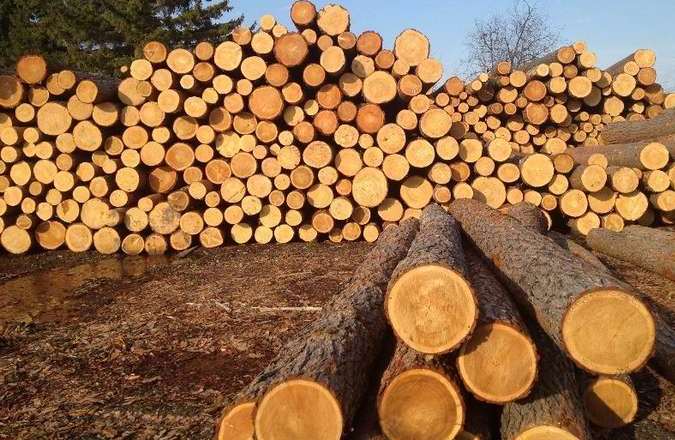 Продавав деревину за заниженими цінами – керівнику державного підприємства на Волині повідомили про підозру