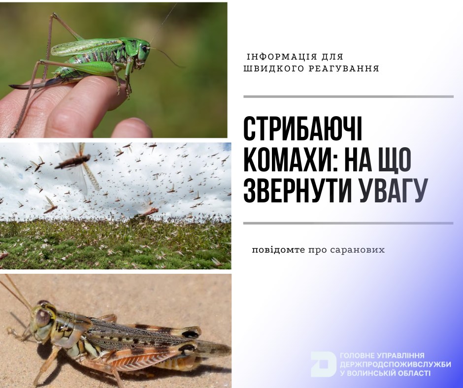На Волині працює «гаряча лінія» з питань виявлення саранових