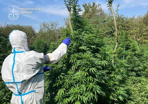 Викрили громадян, які налагодили на Рівненщині та Волині схему виготовлення та збуту канабісу