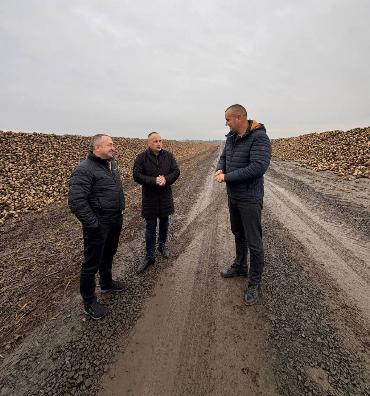 На Волині завершили збирання цукрових буряків