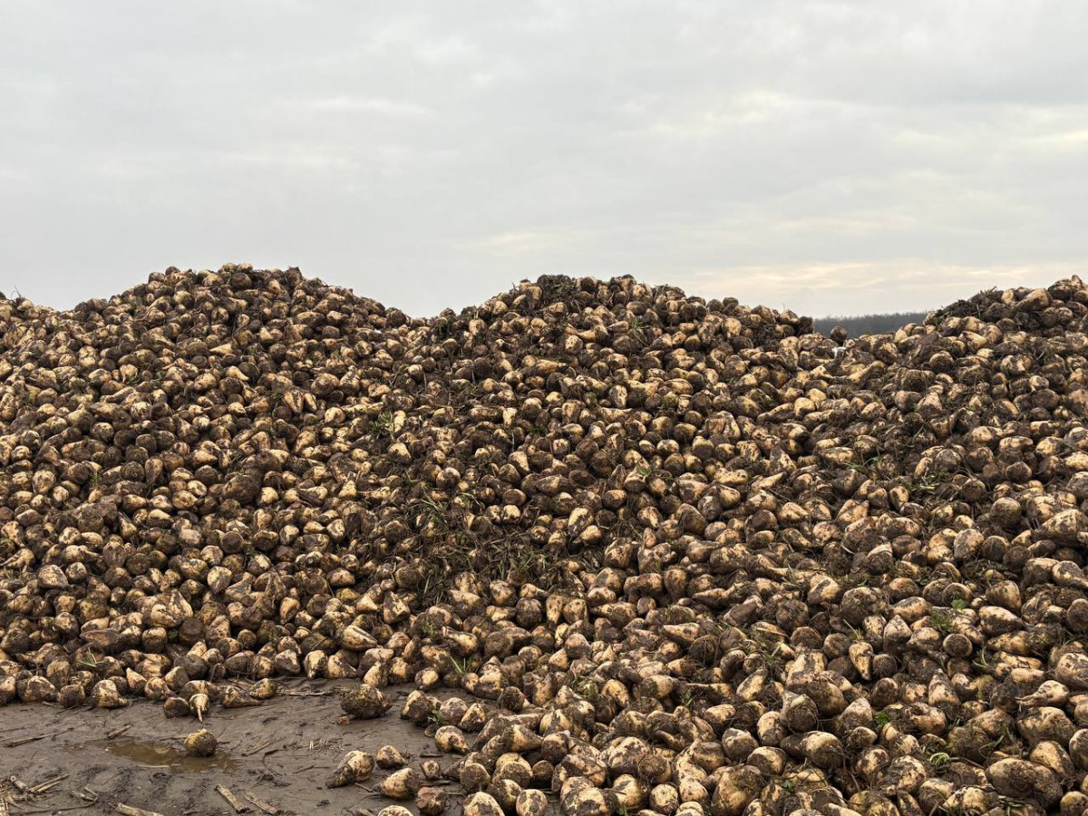 На Волині завершили збирання цукрових буряків
