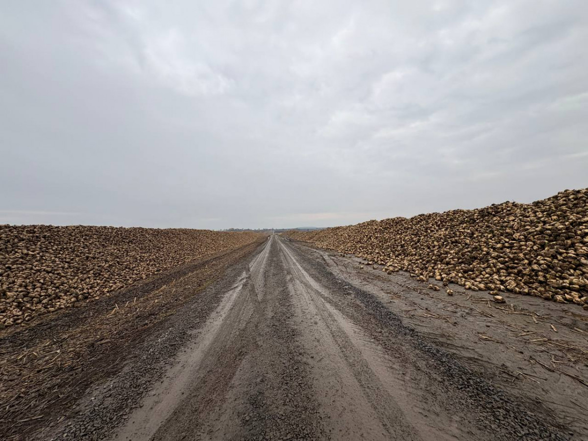 На Волині завершили збирання цукрових буряків