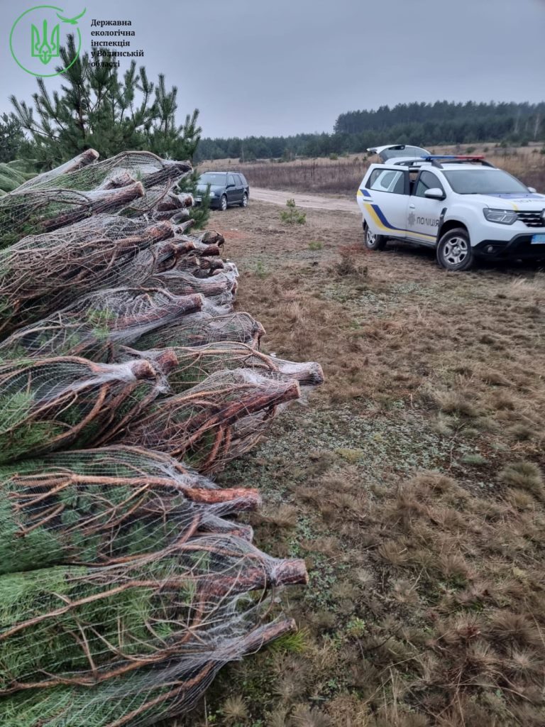 На Волині виявили незаконну заготівлю новорічних дерев
