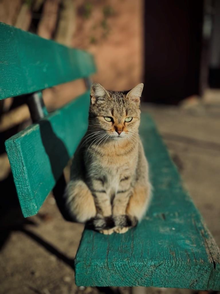 Котів хочуть визнати частиною екосистеми Нововолинська