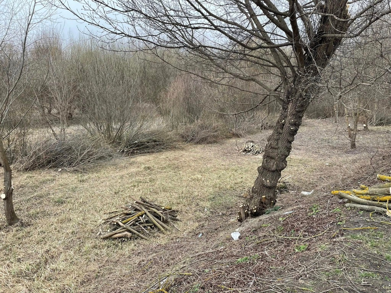 У Луцьку на Набережній зрізатимуть аварійні дерева