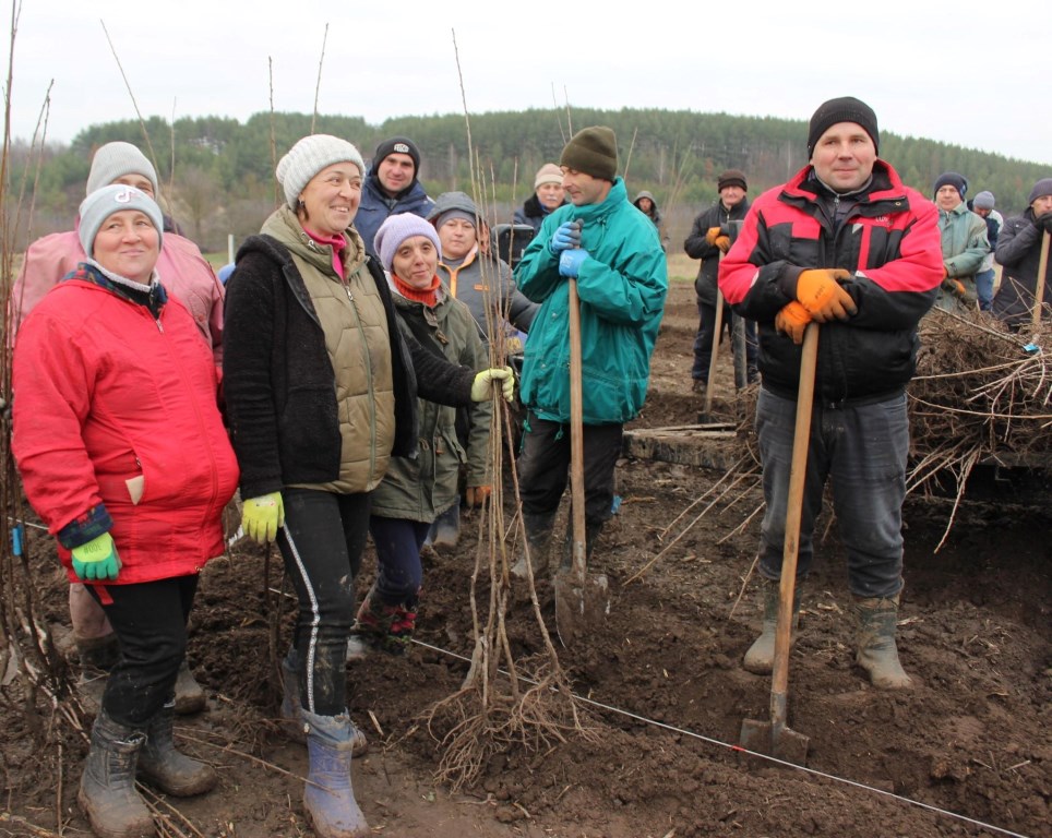На Горохівщині заклали майже 50 гектарів вишневого саду
