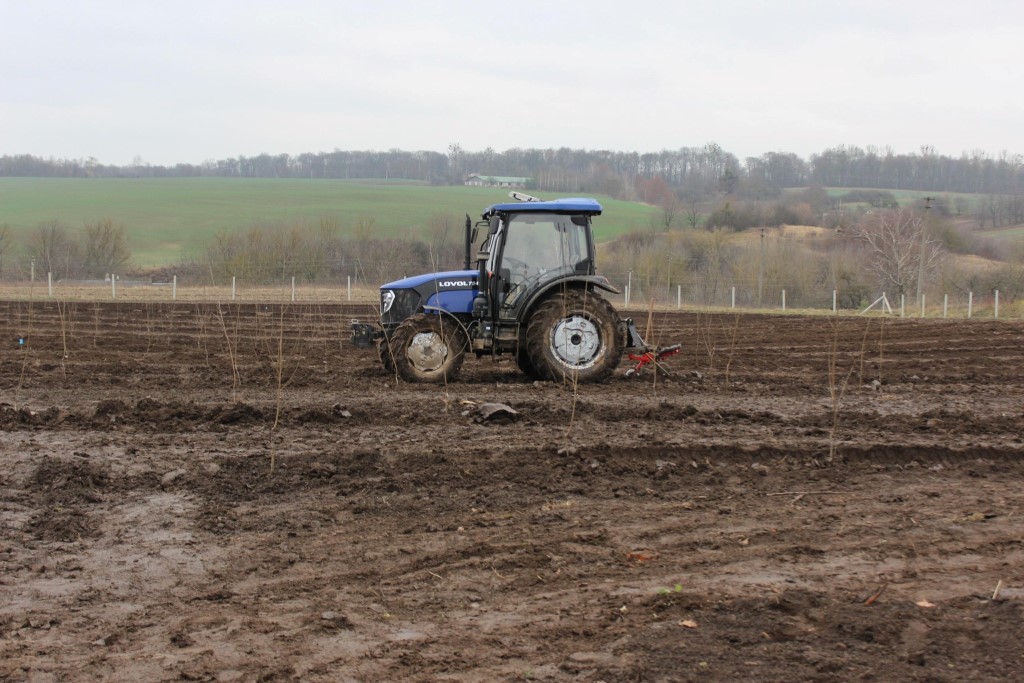 На Горохівщині заклали майже 50 гектарів вишневого саду