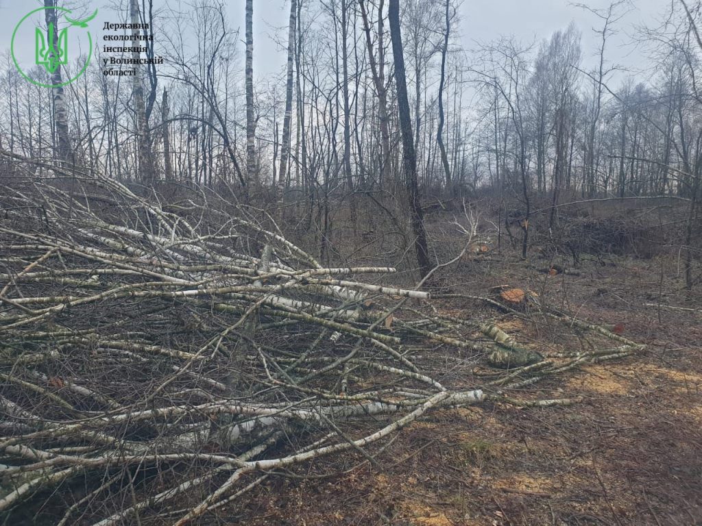 Незаконні порубки лісу у Ковельському районі: сума збитків сягає понад мільйон гривень