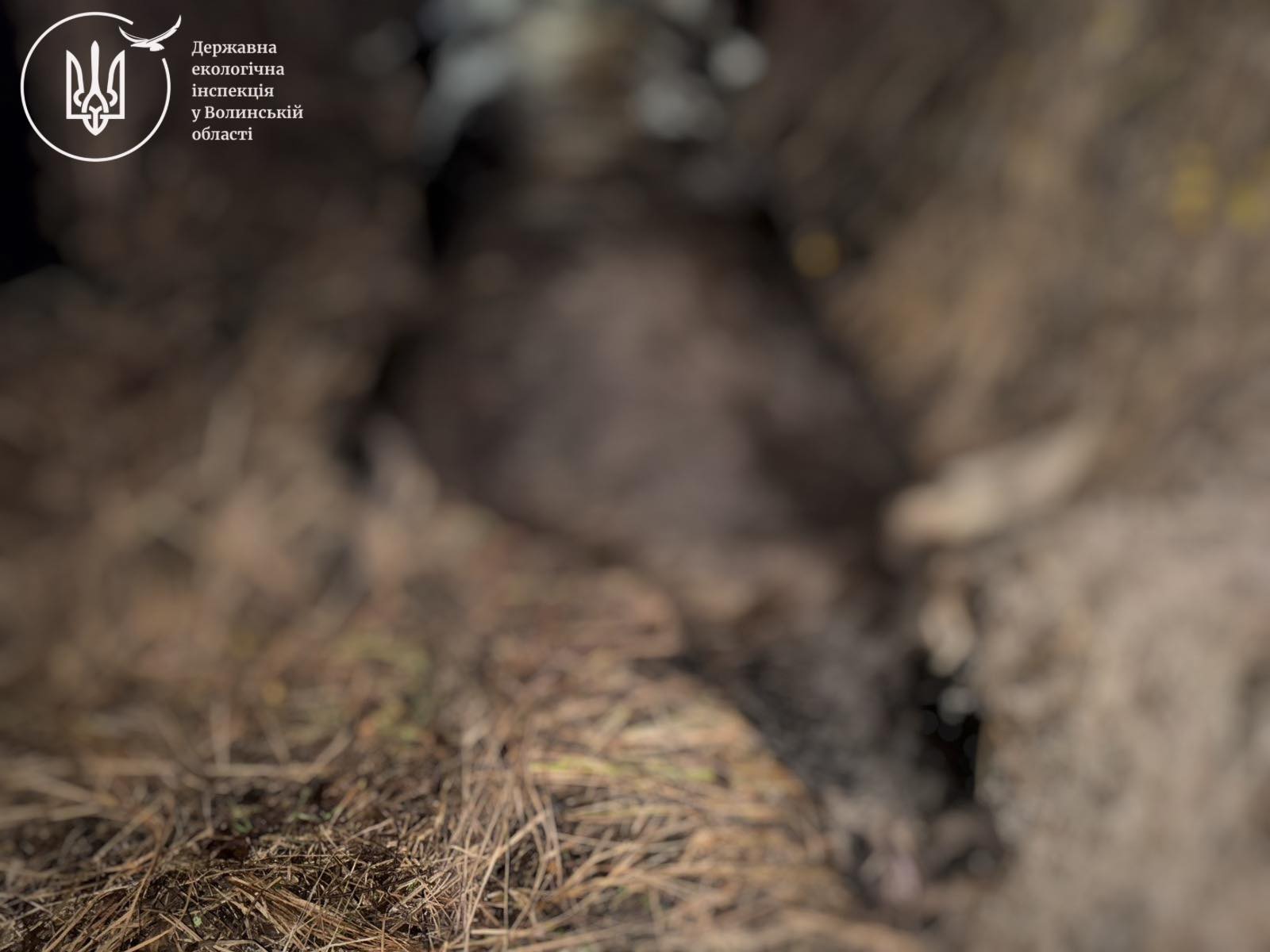 На Волині поблизу автодороги М-19 виявили тушу самки лося