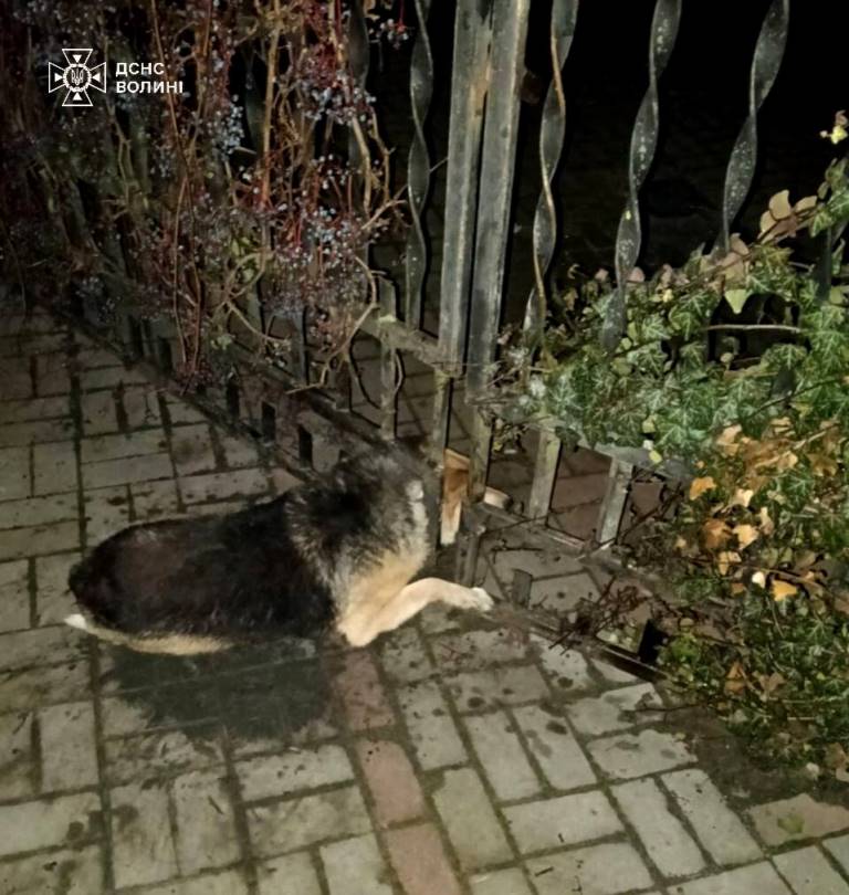 У Ківерцях надзвичайники врятували собаку з металевої пастки