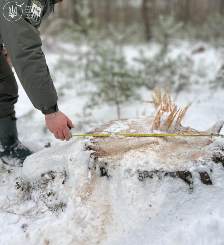 На Волині виявлили незаконну порубку на території природно-заповідного фонду