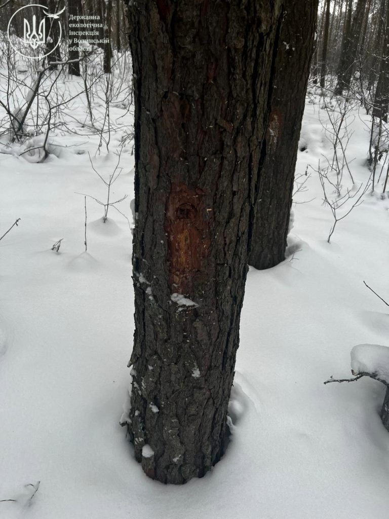 У Ковельському районі виявили необліковану деревину та дерева, які були відведені в рубку