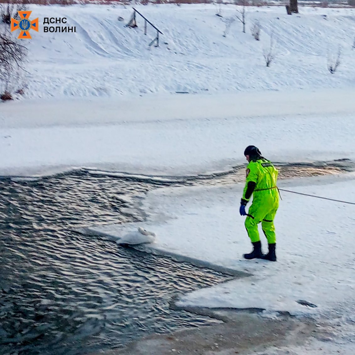 У Луцьку рятувальники прийшли на допомогу знесиленому птаху