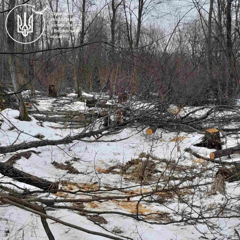 Збитки на понад шість мільйонів: у Колківській громаді виявили незаконну порубку