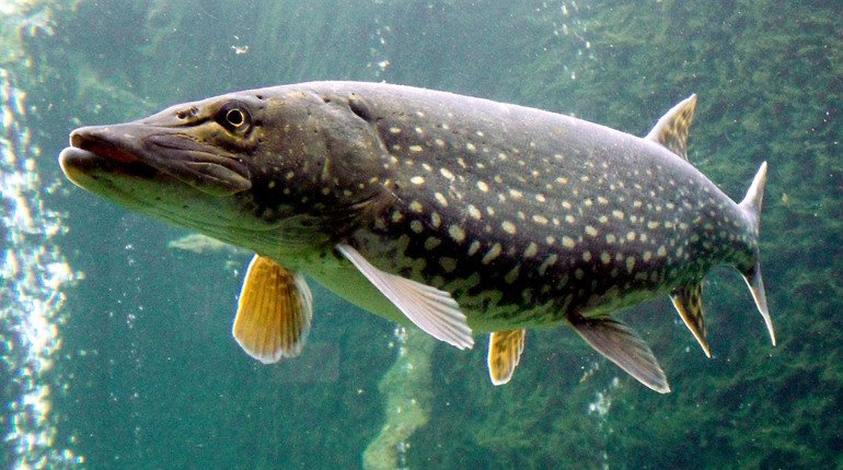 На Волині діятиме заборона на вилов щуки