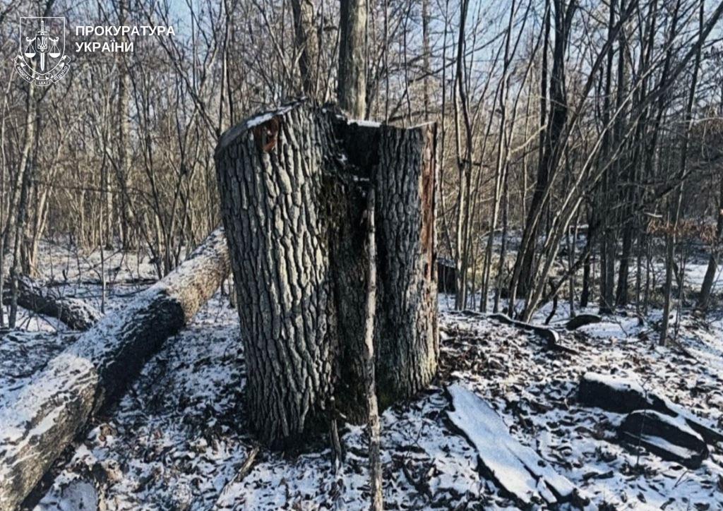 Збитки довкіллю на понад п'ять мільйонів – майстер лісу на Волині постане перед судом