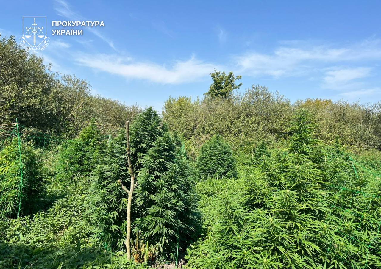 На Волині судять наркоторговців, які налагодили схему збуту на Волині та Рівненщині